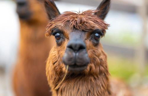 Alpaka - & Ferienhof Neukämper - Foto 2