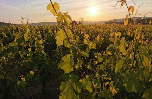 Cocon des vignes du Domaine Ansodelles - Foto 9