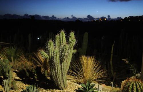 Garden Cactus - Foto 49