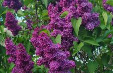 Osada Miłojeż - całoroczne Domy Premium w Borach Tucholskich, Jacuzzi pod gwiazdami - Foto 58