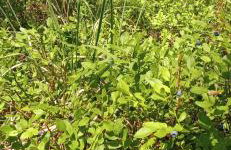 Augustówka - letnisko na Wrzosowiskach - Foto 25