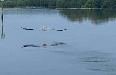 Swimming, Boating, Fishing on Gulf & Heated pool - Foto 70