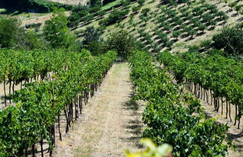 Podere Baratta agriturismo e cantina - Foto 22