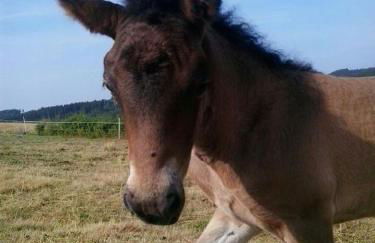 Haus Am Sonnenberg - Photo 24