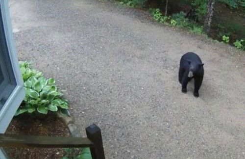 Private Cabin on 1.7 acres w/ Fireplace White Mtns - Photo 15