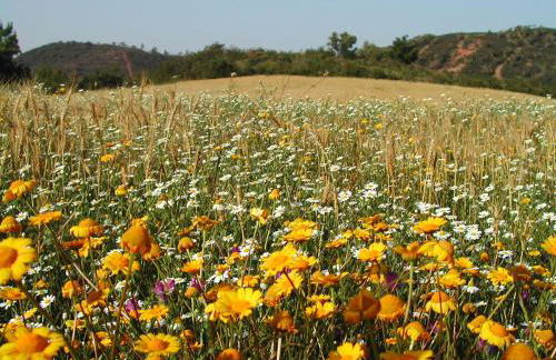 Ponta Branca Beach House - Foto 29