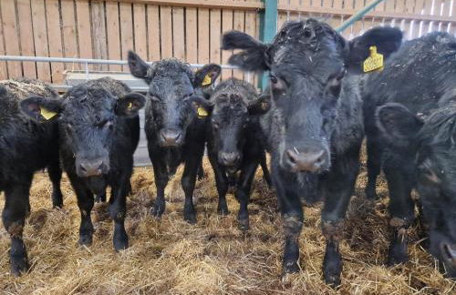 Mill Lane Farm Holiday Cottages - Photo 28