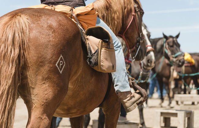 Bar N Ranch - Photo 62