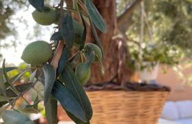 Villa Alecla - Sea Villa near Taormina - Foto 52