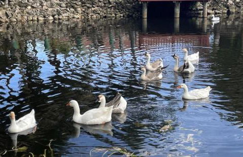 Unwind Island - Photo 21