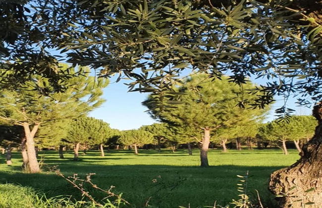 Vintage Farmhouse in Soudos Lisbon With Pool - Foto 28