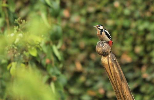 Amselgarten - Foto 7