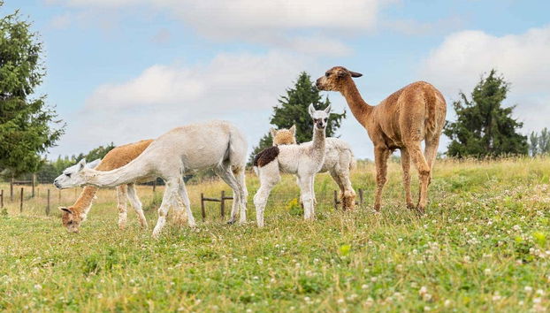 Parrot World Ticket - Foto 2