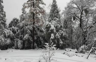 Uncle Grizz's Cabin...get intouch with nature - Foto 10