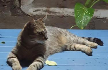 Andorinhas "Mini casa de hóspede" - Foto 37