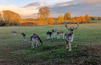 Smocze Ranczo 3 - Foto 70