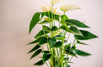 La Résidence Fleurie, vue sur le Lac Léman - Foto 24