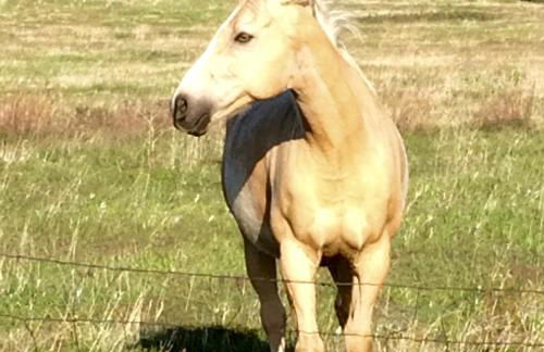 Pine Creek Cabin Livingston Montana - Foto 77