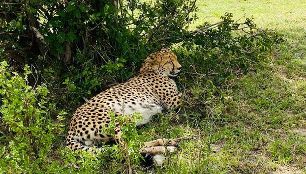 Safari de 3 días por Masái Mara - Foto 3