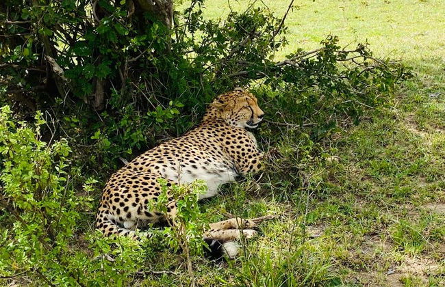 Safari de 3 días por Masái Mara - Foto 3