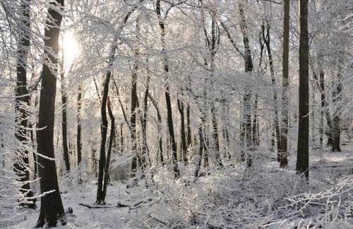 Donkey Shed - Foto 12