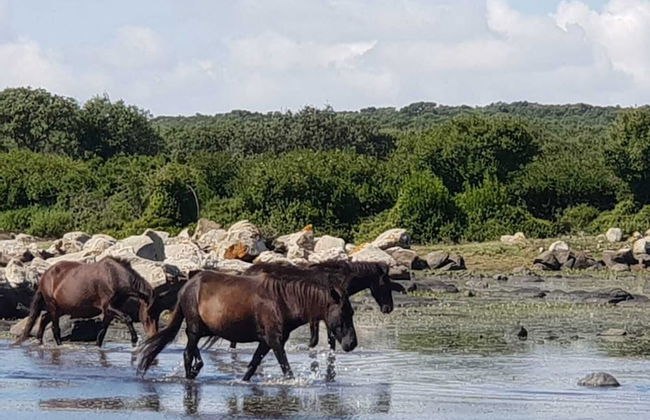 Location Sardinia Borgo Antico Xix Sec - Foto 72
