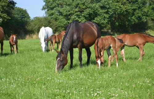Gîte au Haras - Foto 29