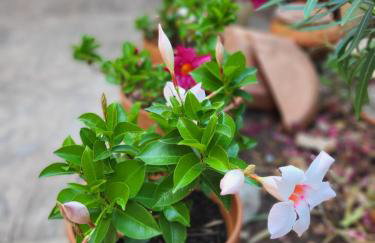 Malinsummer Apartments - Foto 53