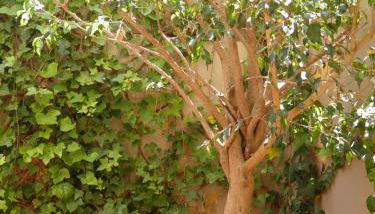 Suitur Courtyard Apartment - Foto 4