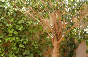 Suitur Courtyard Apartment - Foto 4