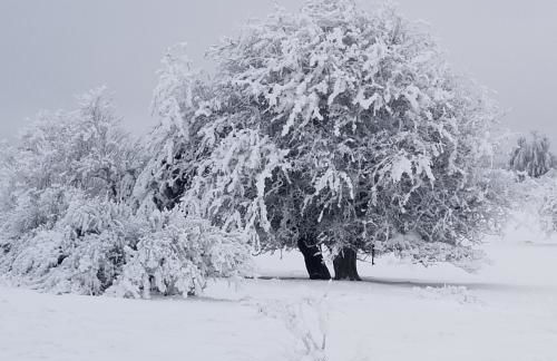 La terrasse des volcans - Foto 32