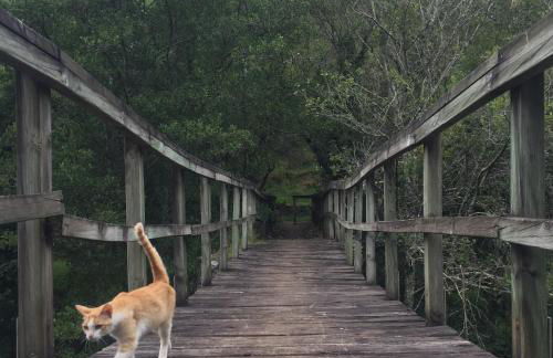 O Muíño da Balsiña - Foto 24