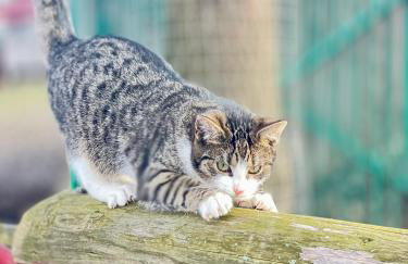 Koperkowe Rancho Beskid Wyspowy Domek Małopolskie KAMIONNA - Foto 50