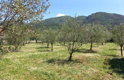 Gîte de l'Olivier - Foto 14