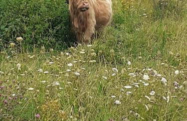 Succom'baie au cottage de la Maye - Foto 14