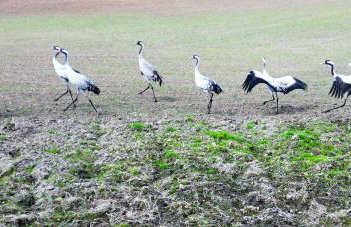FoRest Longinówka - las, jezioro, parking, Netflix i Prime, TV55" - Foto 35
