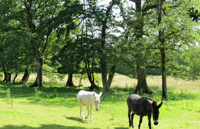 Les Trois Baudets - Foto 18