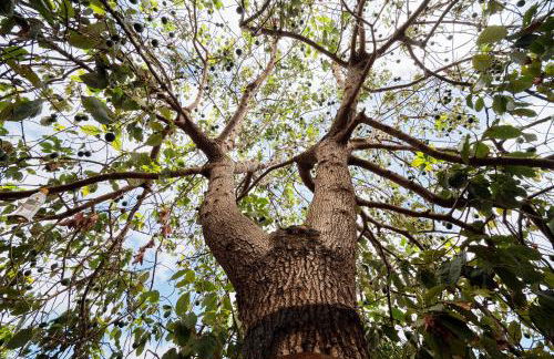 Finca Ecológica Quinta Los Tizones - Foto 62