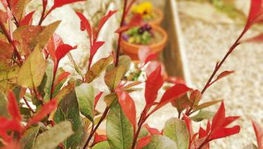 El Naturalista - Los sitios de aravalle - Foto 5