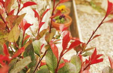 El Naturalista - Los sitios de aravalle - Foto 5