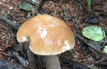 Beautiful Ocean View Cabin and Hot Tub! - Foto 56