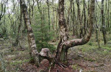 Ferienhaus ROSENHOF Vulkaneifel - Foto 39