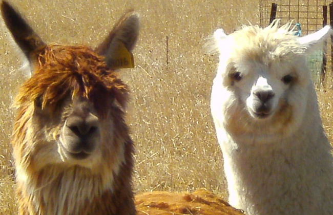 GRAMPIANS HISTORIC TOBACCO KILN - Foto 13