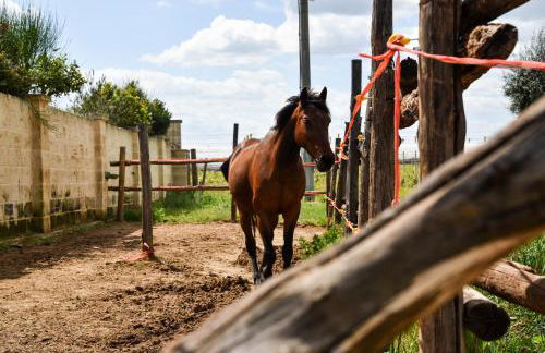 Masseria Sacramento - Foto 71