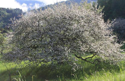 Albergo Diffuso Faller - Foto 72