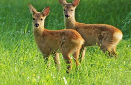 Leśna Oaza - Foto 15