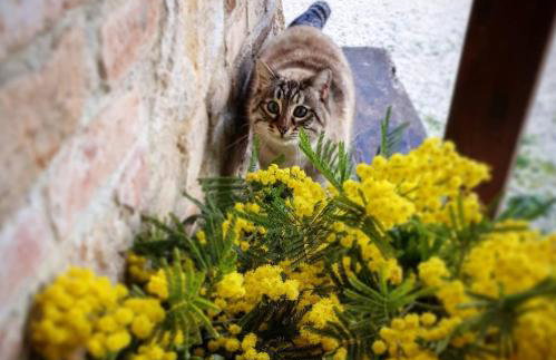 Agriturismo Il Vecchio Mandorlo - Foto 57