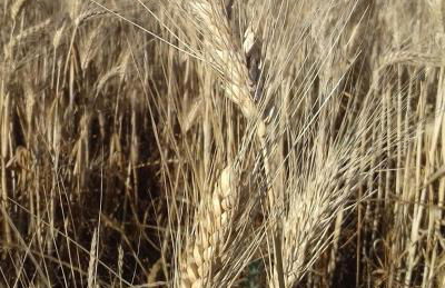 Masseria La Fica - Foto 62