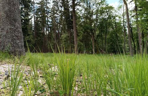 Strażnica Pod Lasem - Foto 73