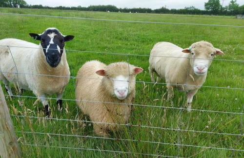 Dartmoor Eco-Pod - Oak Tree Lane - Foto 47